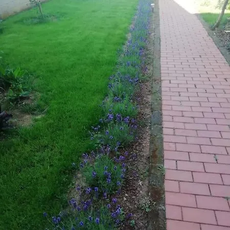 Lavanda *